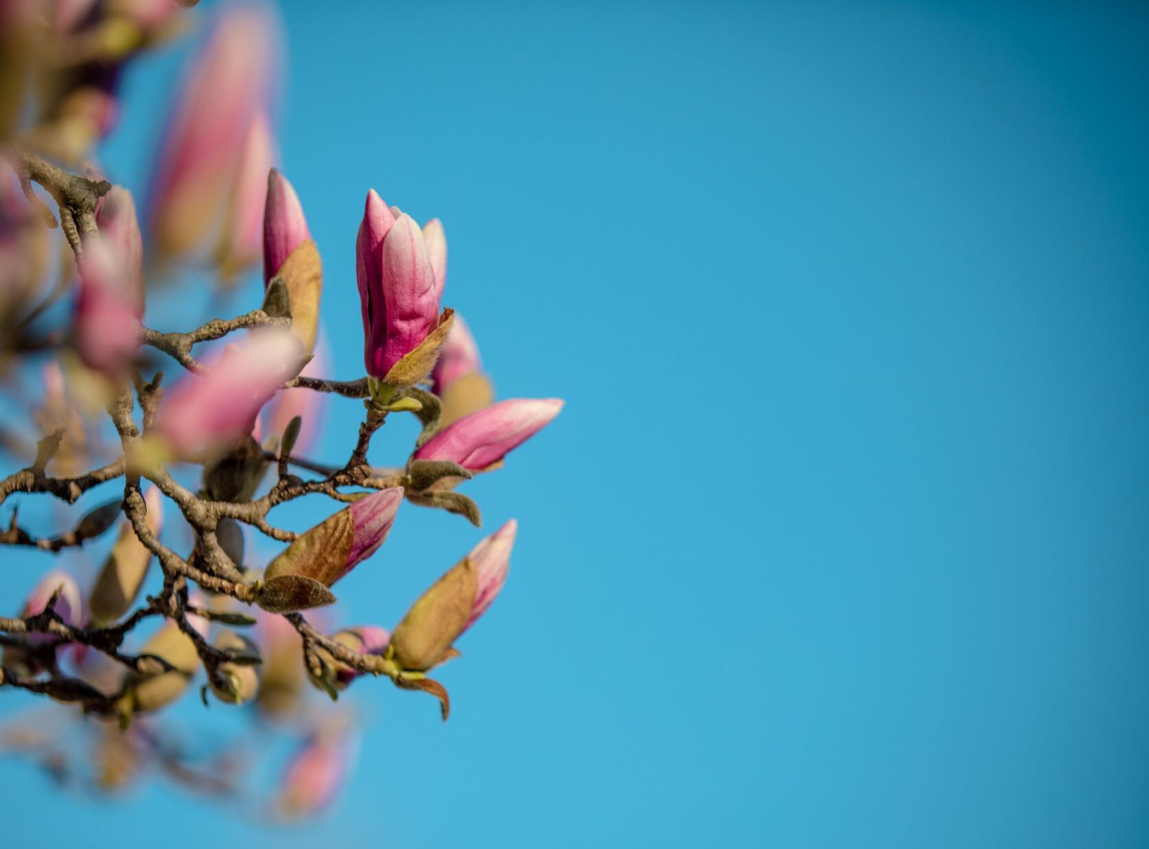 Spring blooms in St. Louis